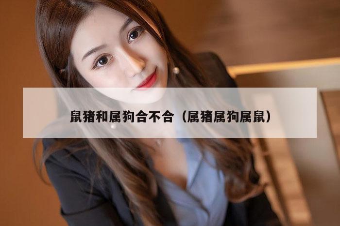 鼠猪和属狗合不合（属猪属狗属鼠）
